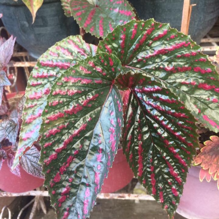 Begonia Aconitifolia x Begonia Coccinea, Angel Wing Begonia 'Medora ...