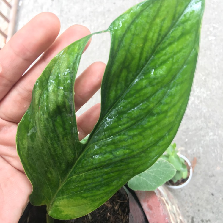 Plant image Monstera pinnatipartita