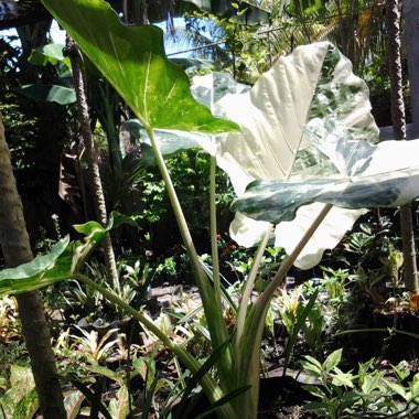 Alocasia macrorrhizos 'Variegata' syn. Alocasia macrorrhizos 'Albo Variegata'