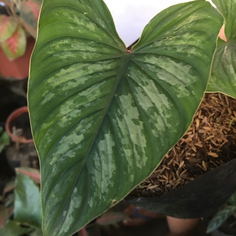 Plant image Philodendron mamei