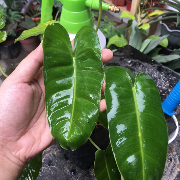 Plant image Philodendron 'Burle Marx'