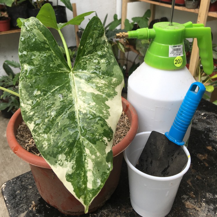 Plant image Alocasia macrorrhizos 'Variegata' syn. Alocasia macrorrhizos 'Albo Variegata'