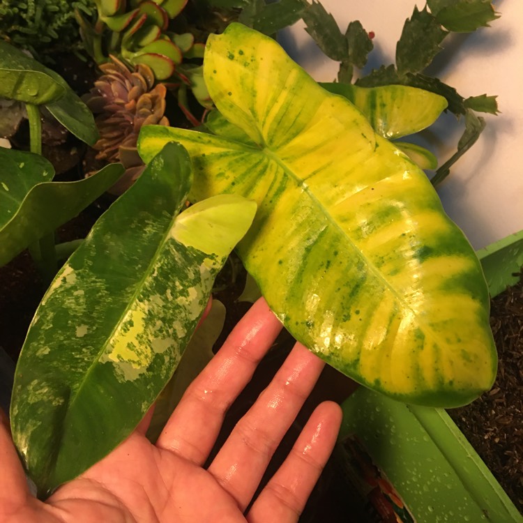 Plant image Philodendron Burle Marxii Variegated