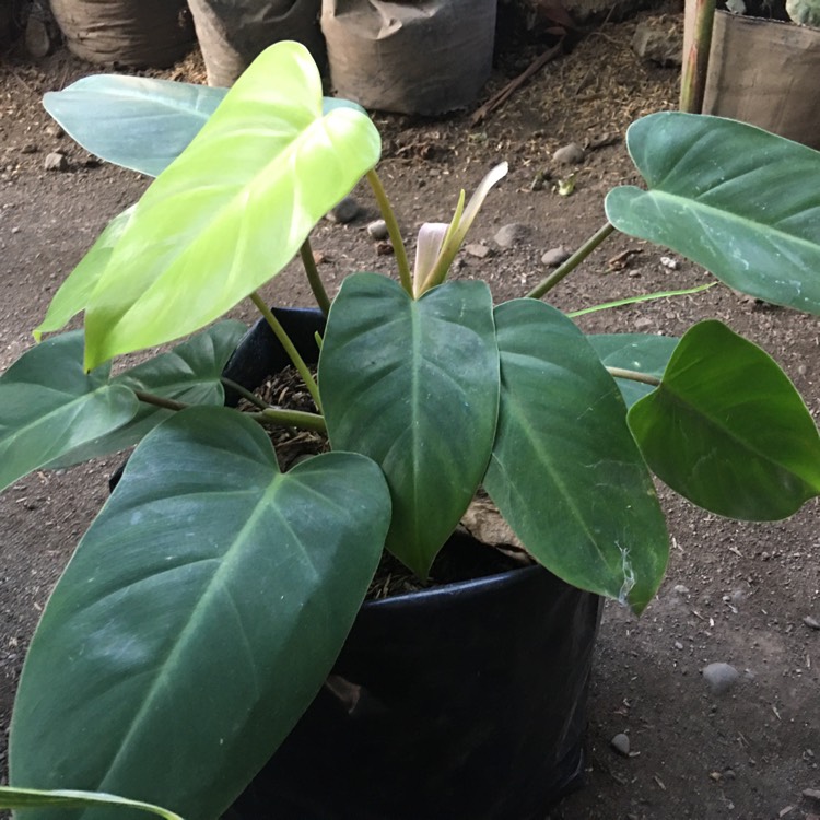 Plant image Philodendron x domesticum