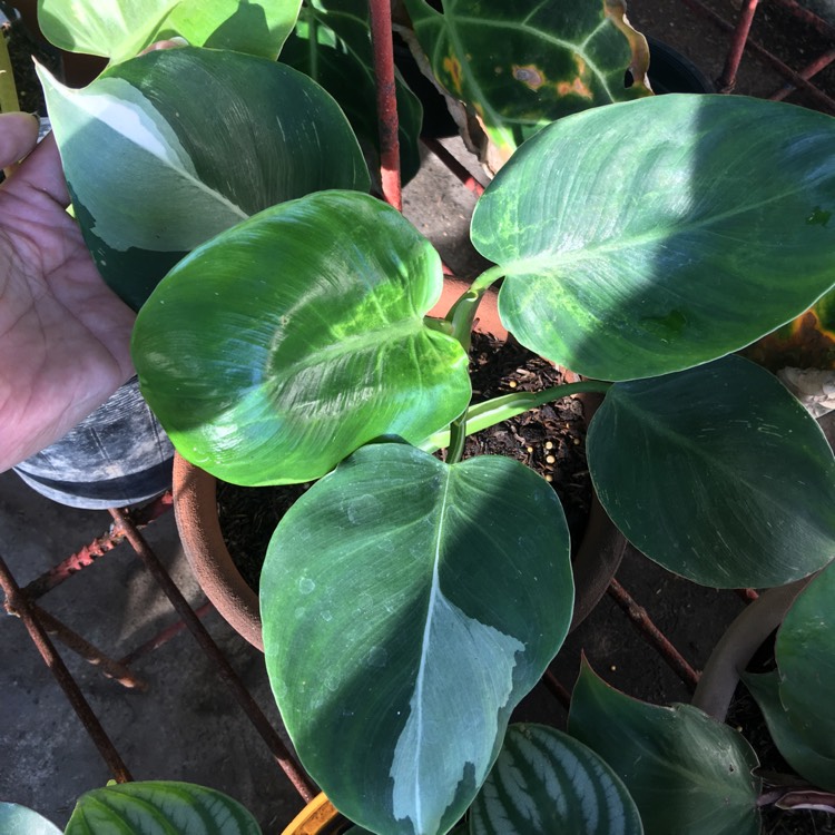 Philodendron White Wizard , VARIEGATED PHILODENDRON WHITE WIZARD ...