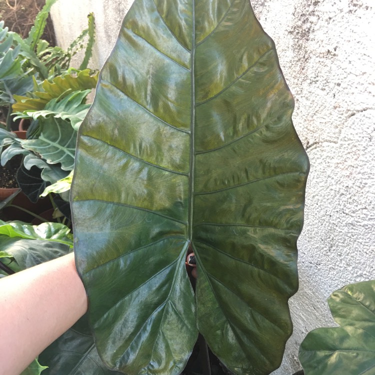 Plant image Colocasia esculenta 'Fontanesii' syn. Colocasia esculenta 'Black Stem'