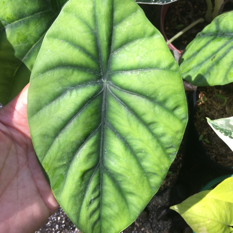 Plant image Alocasia clypeolata syn. Alocasia 'Green Shield', Alocasia clypeolata 'Green Shield'