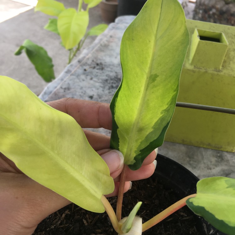 Plant image Philodendron 'Thai Sunrise'