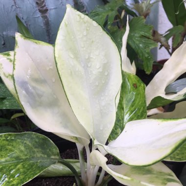 Aglaonema Super White 