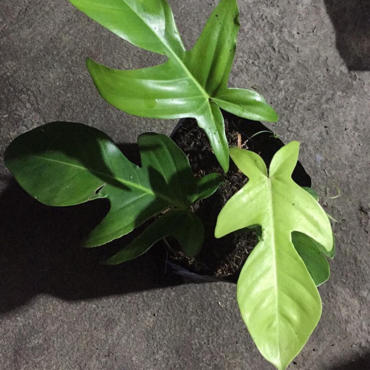 Plant image Philodendron Squamiferum