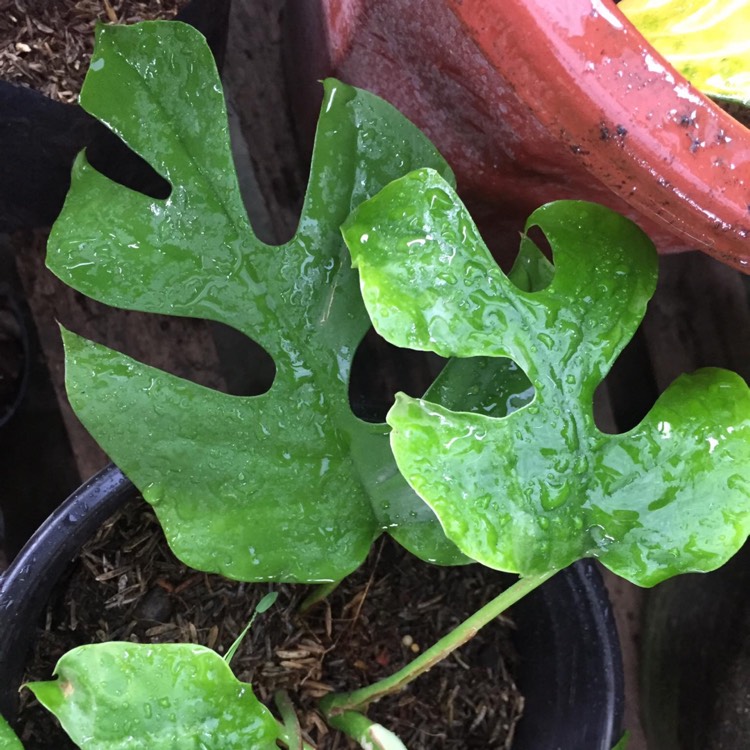 Plant image Raphidophora Tetrasperma