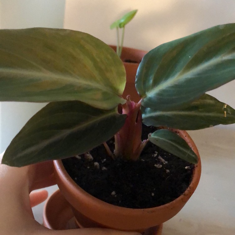 Plant image Calathea crocata 'Tassmania' syn. Goeppertia crocata 'Tassmania'