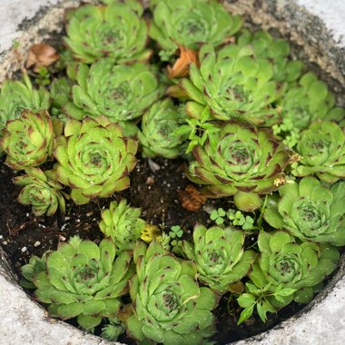 Sempervivum 'Woolly Cobweb'