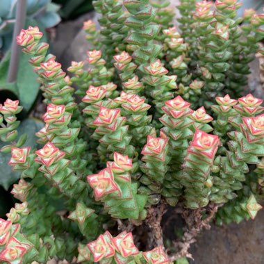 Crassula 'Baby Necklace'