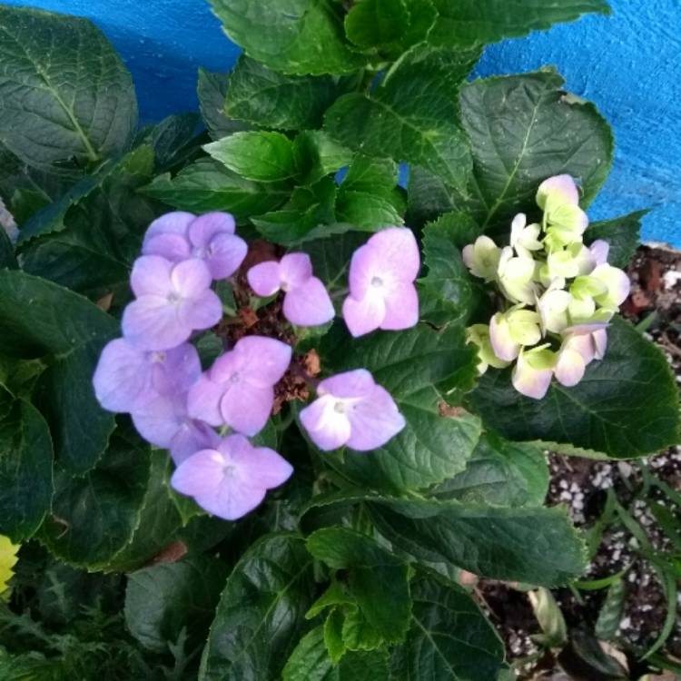 Plant image Hydrangea macrophylla 'Mariesii Perfecta'