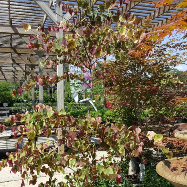 Plant image Cercis canadensis  'Carolina Sweetheart™'