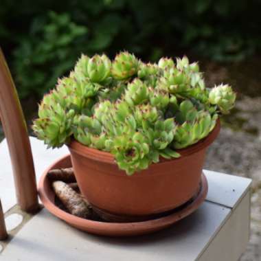 Sempervivum 'Tectorum'