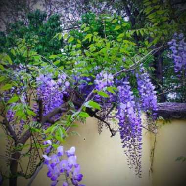 Wisteria floribunda