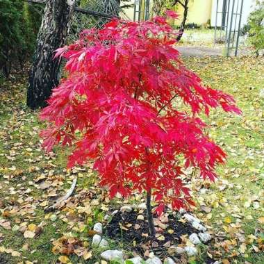 Japanese Maple