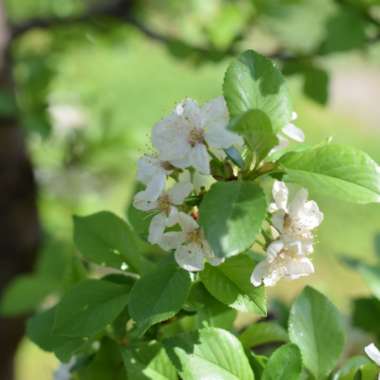 Apricot Tree