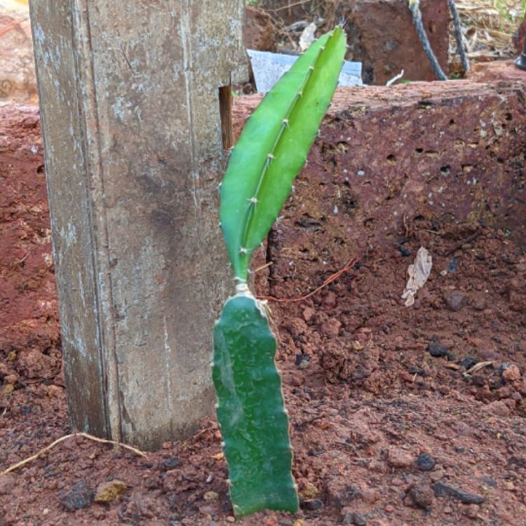 Plant image Hylocereus polyrhizus