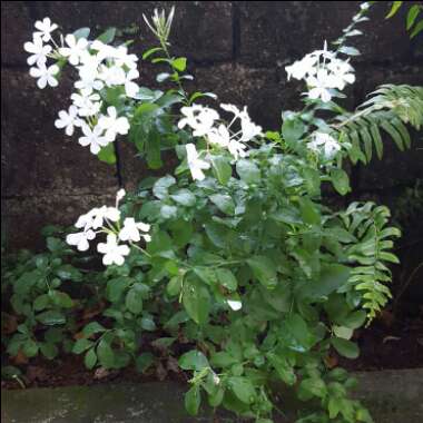 White Cape Leadwort