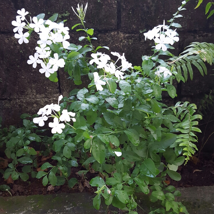 Plant image Plumbago auriculata f. alba syn. Plumbago auriculata var. alba, Plumbago capensis alba, Plumbago capensis 'Alba'