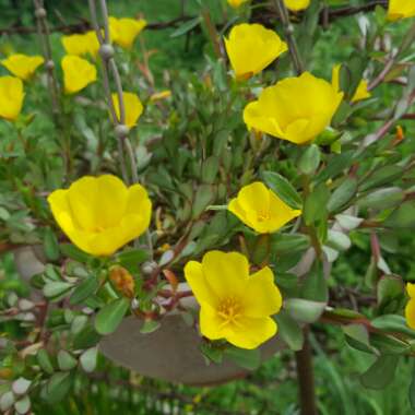 Purslane