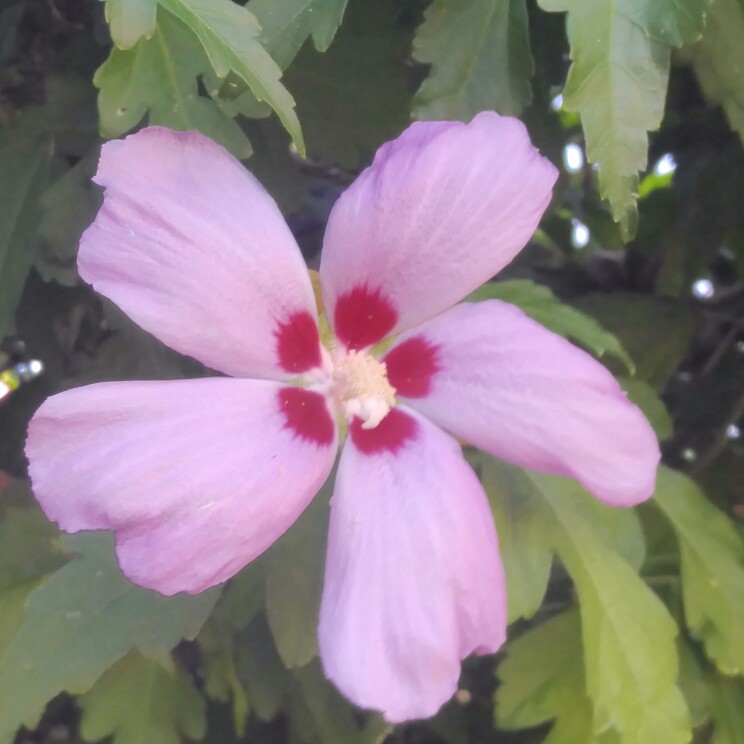 Plant image Hibiscus grandiflorus