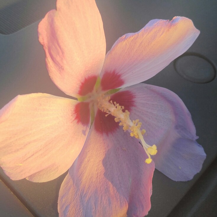 Plant image Hibiscus grandiflorus