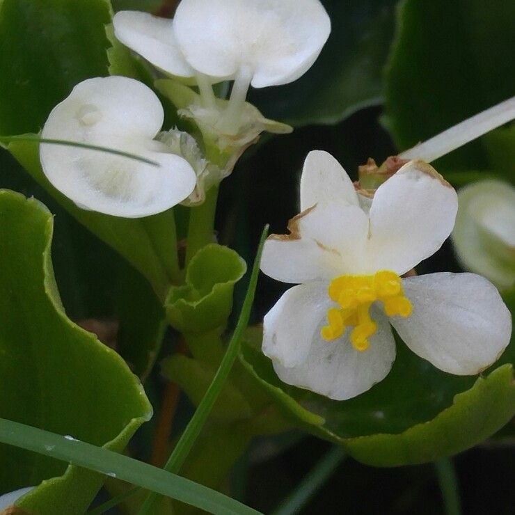 plant image 134776