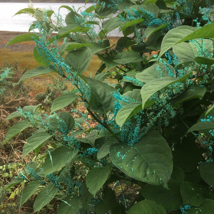 Plant image Brunnera macrophylla