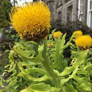 Giant Knapweed