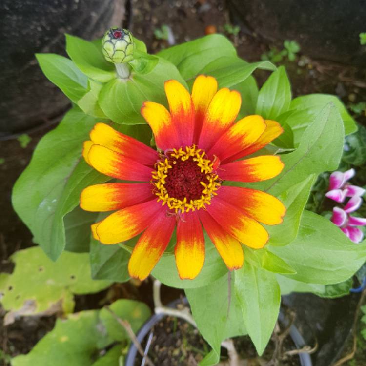 Plant image Zinnia haageana 'Persian Carpet Mix'