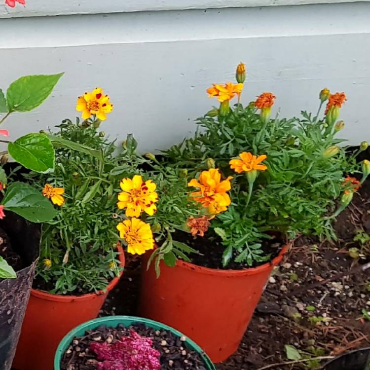 Plant image Tagetes patula 'French Bee'