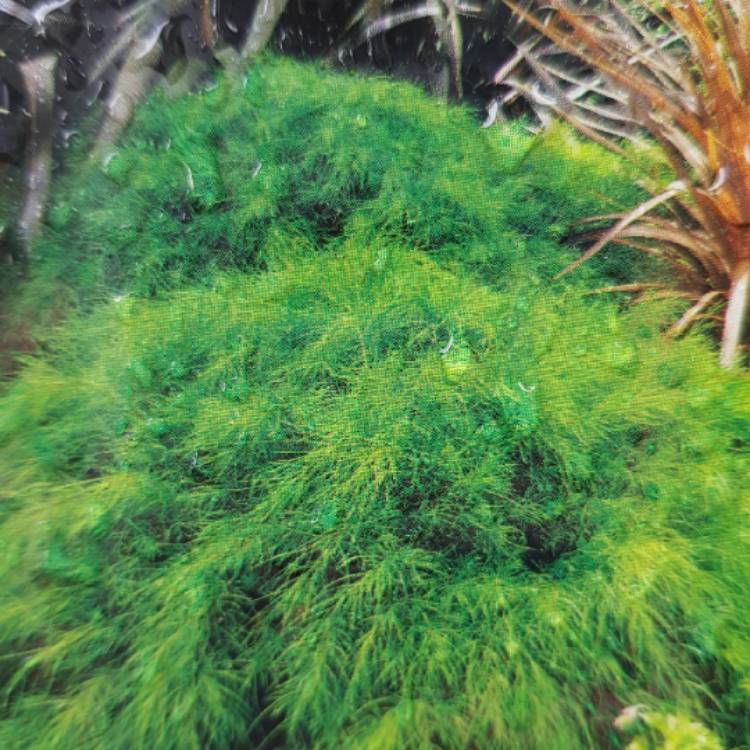 Plant image Acacia cognata 'Limelight'