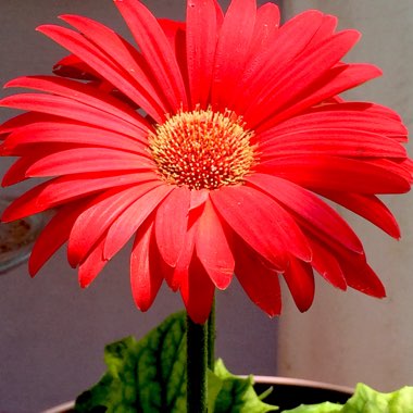 Gerbera Daisy