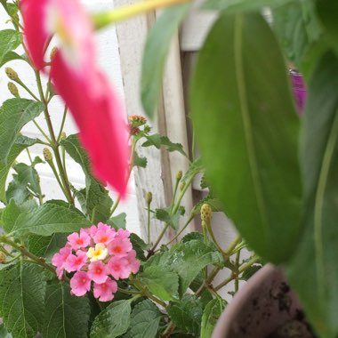 Big Sage 'Bandana Pink'