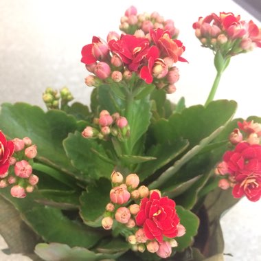 Kalanchoe 'Pink Queen'