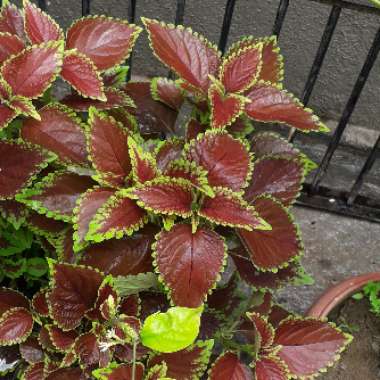 Coleus