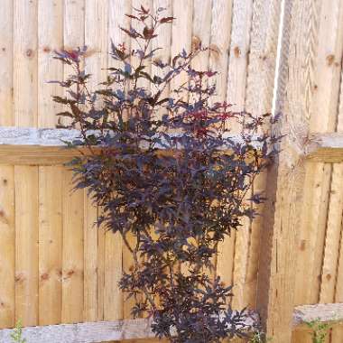 Japanese Maple 'Skeeter's Broom'