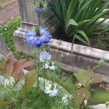 Love-in-a-mist