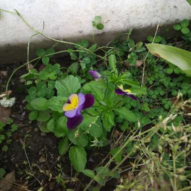 Wild Pansy