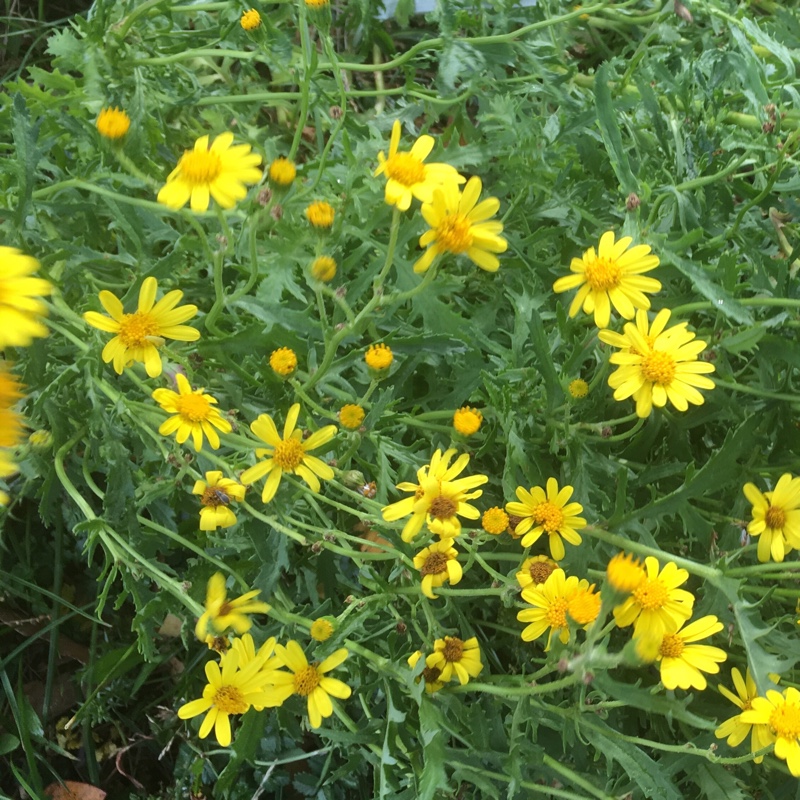 Golden Marguerite