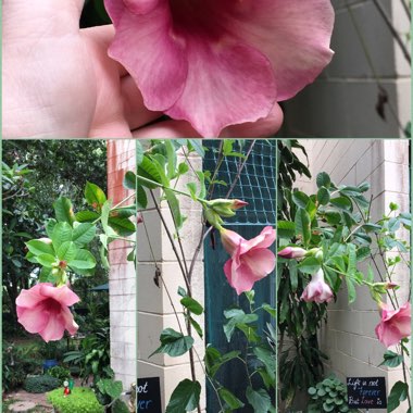 Allamanda Carthartica