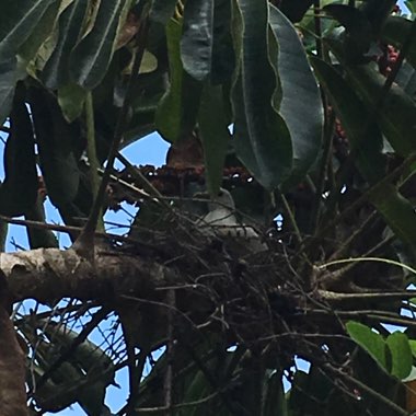 Queensland umbrella tree