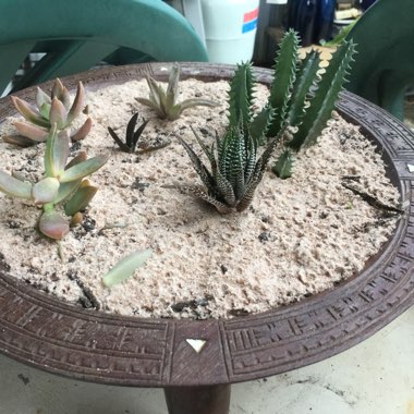 Haworthia 'Zebra'