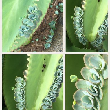 Mother of Thousands