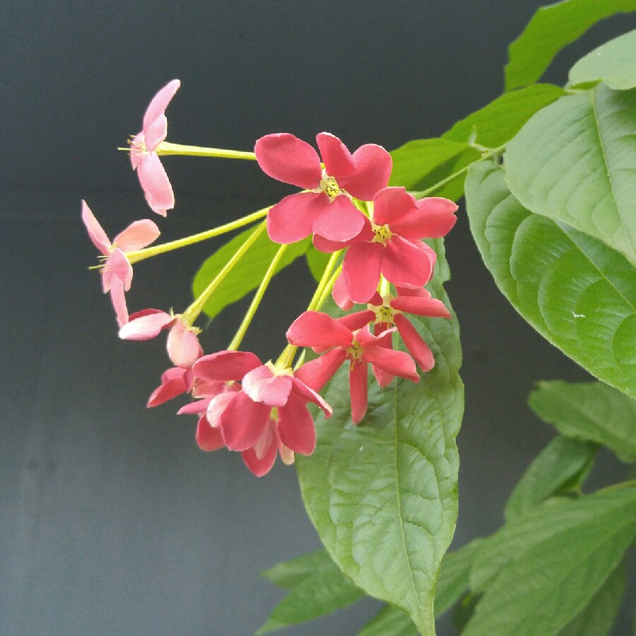 Plant image Combretum indicum syn. Quisqualis indica