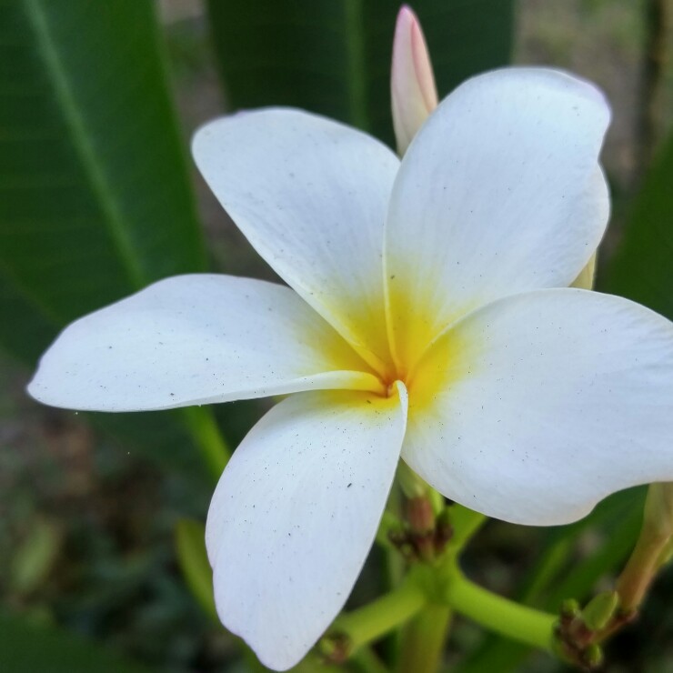 Frangipani